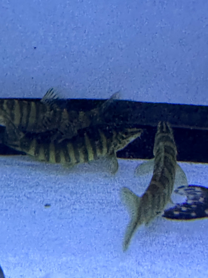 Golden Zebra Loach (Botia histrionica)