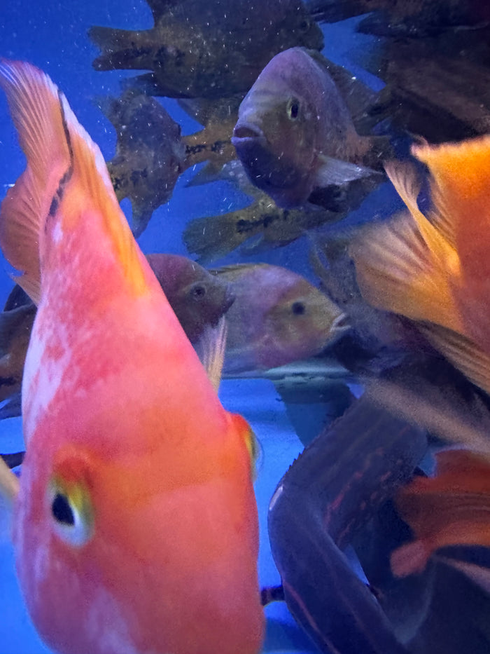 Redhead cichlid (Vieja synspilum)
