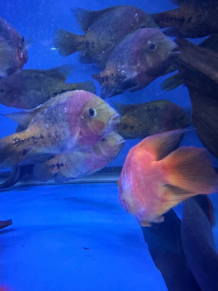 Redhead cichlid (Vieja synspilum)
