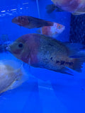Redhead cichlid (Vieja synspilum)
