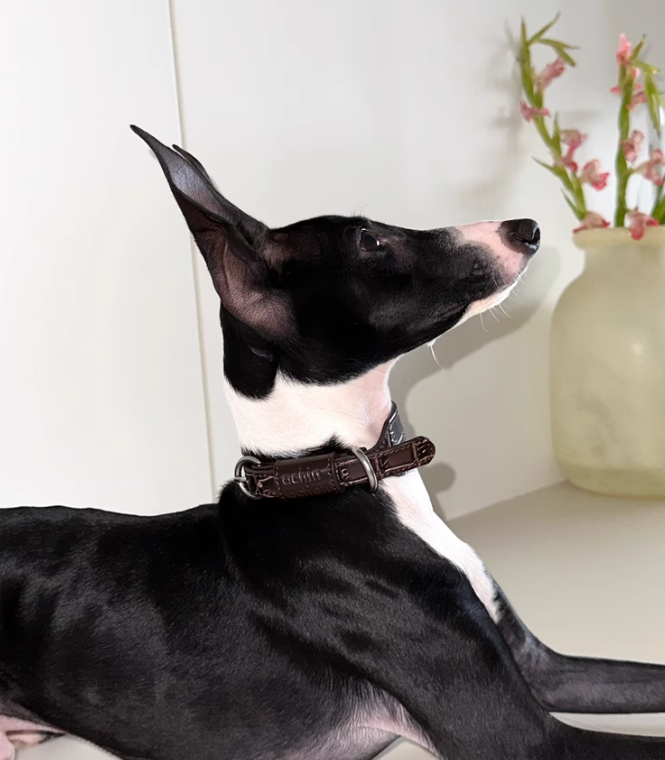 Achin Action Let Leather Collar