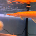 Albino Gold Alligator Gar (Atractosteus Spatula)