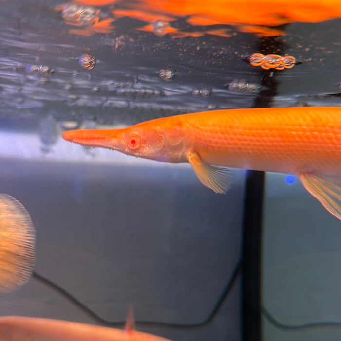 Albino Gold Alligator Gar (Atractosteus Spatula)