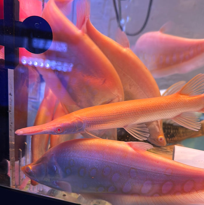 Albino Gold Alligator Gar (Atractosteus Spatula)