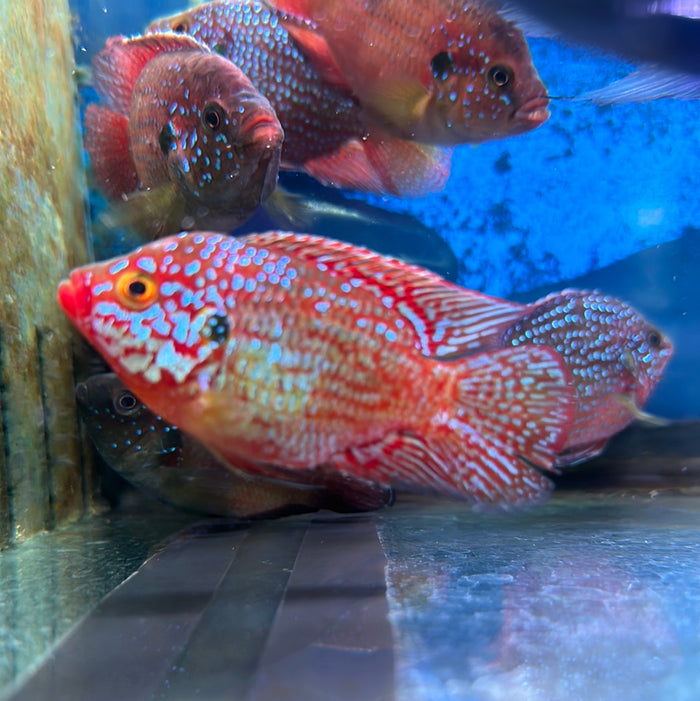 Balloon Red Jewel ( Hemichromis Bimaculatus )