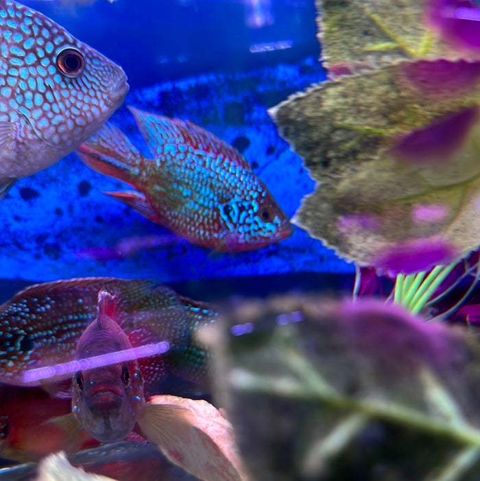 Balloon Red Jewel ( Hemichromis Bimaculatus )