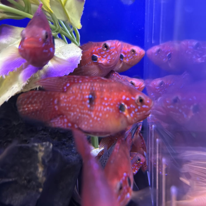 Balloon Red Jewel ( Hemichromis Bimaculatus )