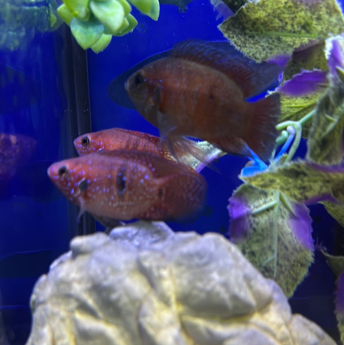Balloon Red Jewel ( Hemichromis Bimaculatus )