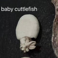 Dobido Freeze Dried Baby Cuttlefish 20g