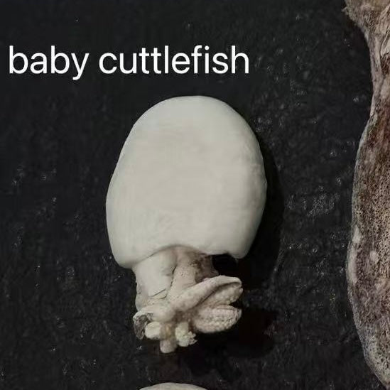 Dobido Freeze Dried Baby Cuttlefish 20g