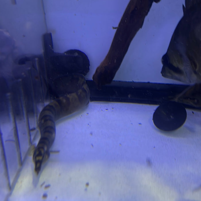 An eel interacting with a larger fish in an aquarium setting.