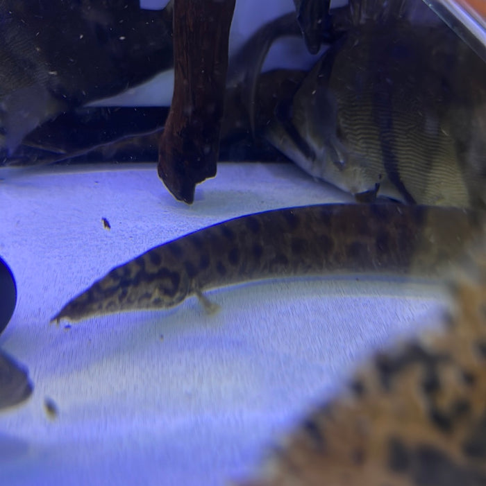 An Ellipsifer Eel