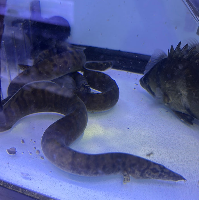 A group of Ellipsifer Eels