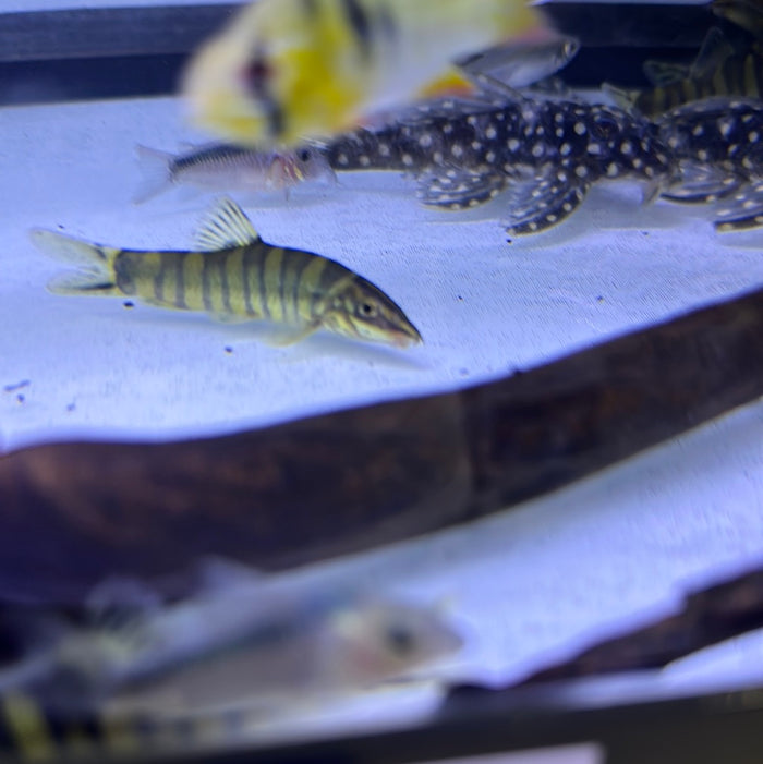 Golden Zebra Loach (Botia histrionica)