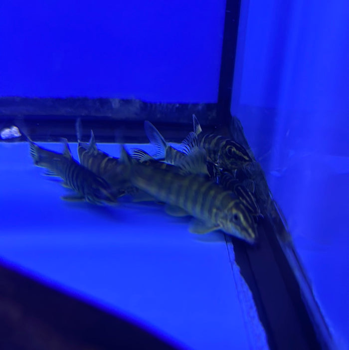 Golden Zebra Loach (Botia histrionica)