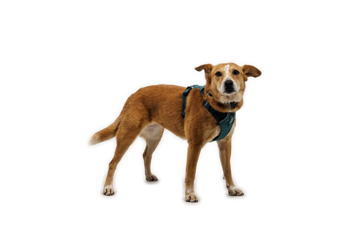 IN-STORE ONLY Ruffwear Front Range Flex Harness