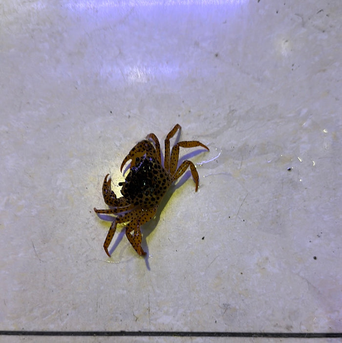 Panther crab perched on rock in aquarium