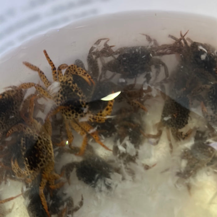 Panther Crab (Parathelphusa pantherina)
