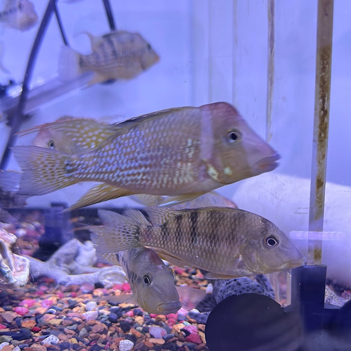 Red Hump Eartheater  (Geophagus Steindachneri )