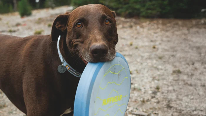 Ruffwear Camp Flyer Toy Polar Blue
