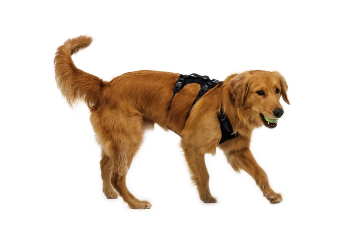 Ruffwear RIDGELINE Harness Obsidian Black