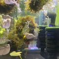 Silver Hatchet fish (Gasteropelecus sternicla)