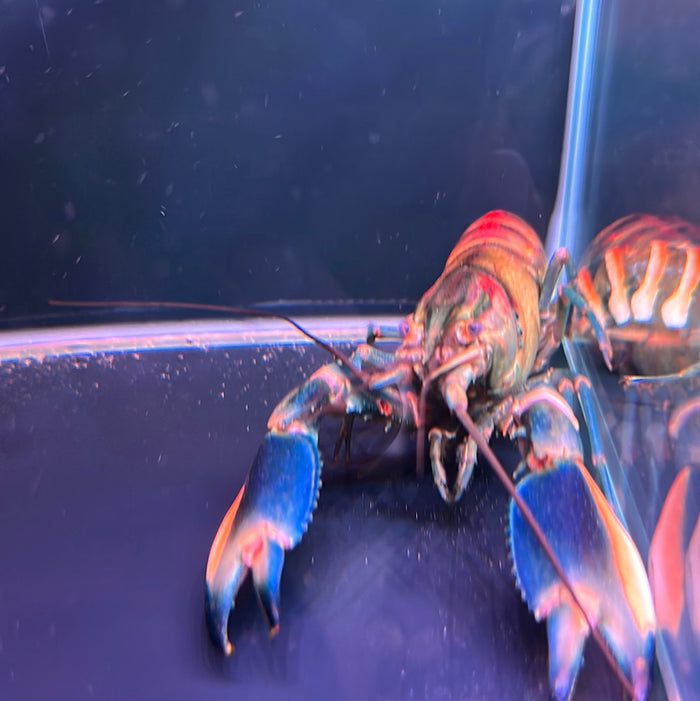 Warsamson Crayfish (Cherax Boesemani)